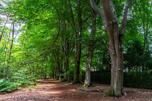 Beukenbomen in volle ornaat.