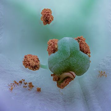 Close-up of a lily by Bart Hoitink