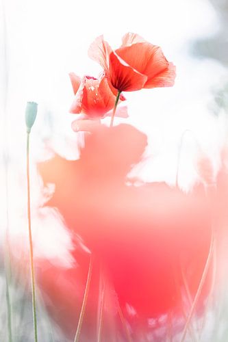 Fragile beauty by Bob Daalder