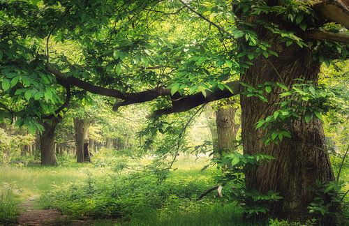 De oude Tamme Kastanje