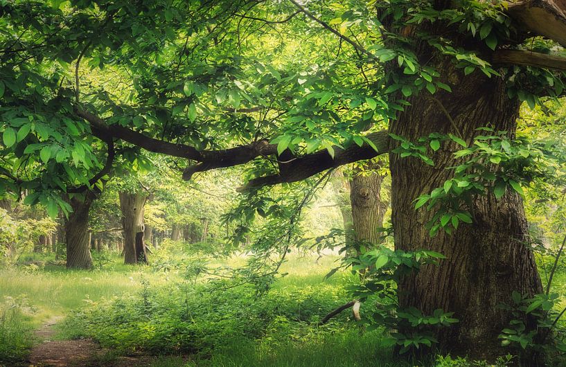 The old Sweet Chestnut by Loris Photography