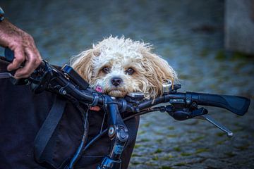 Hondje in een fietstas van Luc de Zeeuw