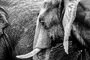 Olifant sur Denise van der Plaat