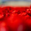 Rote Tulpen von Ursela Vogt