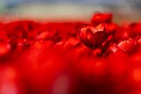 Red Tullips