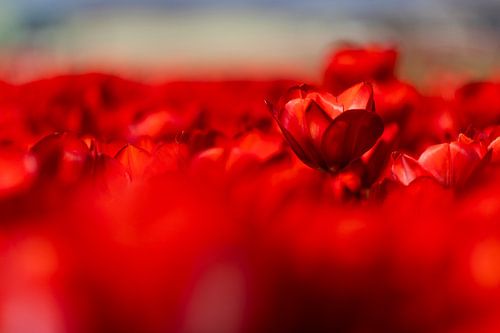 Rote Tulpen von Urselafotografie