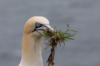 Jan-van-gent met nestmateriaal