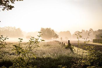 Ochtendnevel boven de landerijen van Landgoed Amelisweerd