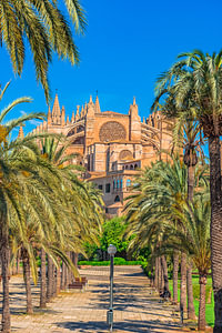 Blick auf die Kathedrale La Seu mit Palmen in Palma de Mallorca