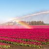 Champ de fleurs avec des tulipes et un arroseur. sur Alie Ekkelenkamp