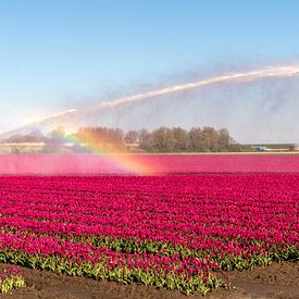 Champ de fleurs avec des tulipes. sur Alie Ekkelenkamp