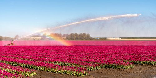 A field of tulips with a sprinkler. by Alie Ekkelenkamp