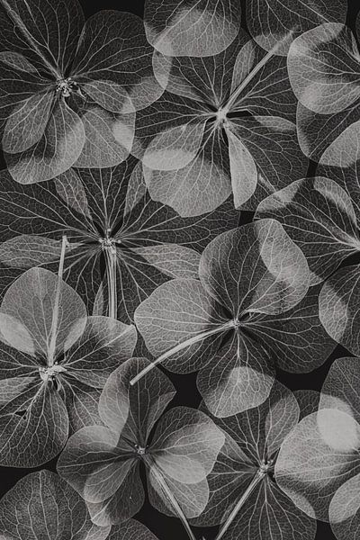 Botanisch #48 van Lenka 