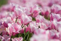 Tulip display