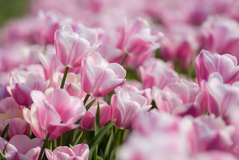 Exposition de tulipes par Wilco Schippers