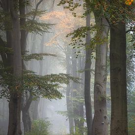 Nebliger Waldweg von Patrick Rodink