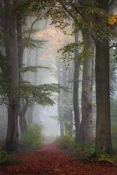 Chemin forestier brumeux