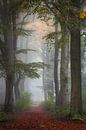 Misty forest path by Patrick Rodink thumbnail