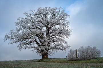 Survivor of time. by Peter Groeneboom