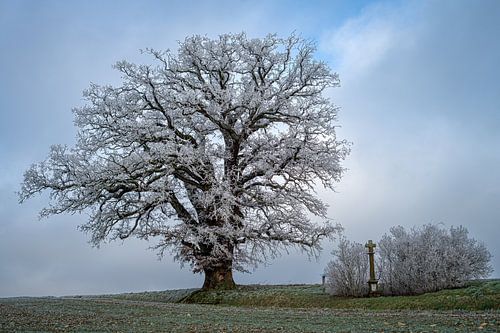 Overlever van de tijd.