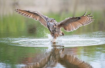 Owl fishing for prey. by Larissa Rand
