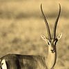 Cornes de gazelle sur Roland Smeets