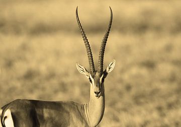 Gazelle horns