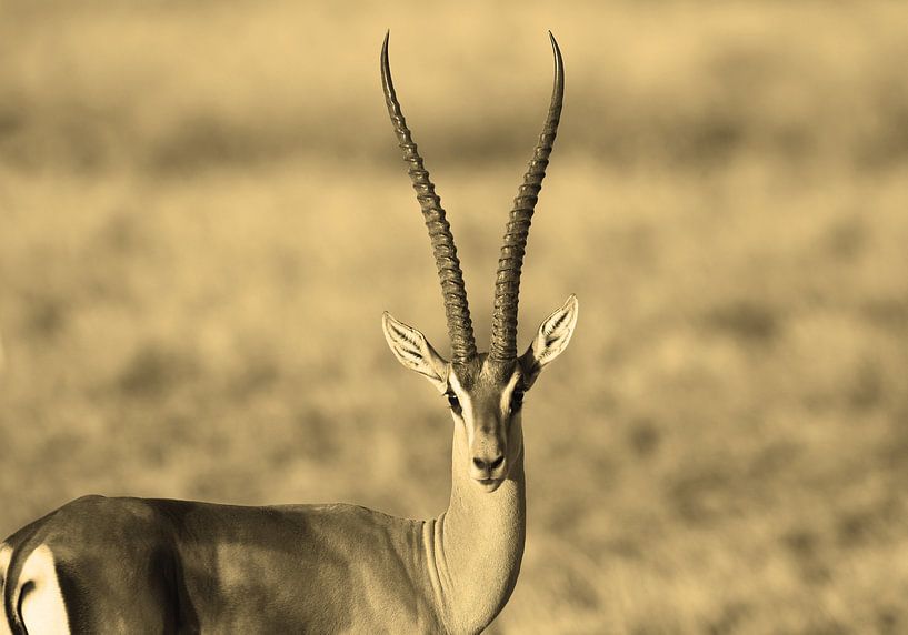 Gazelle horns van Roland Smeets