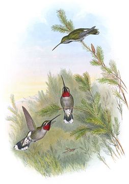 Star-Throat van Constant, John Gould van Hummingbirds