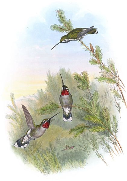 Constants Star-Throat, John Gould von Hummingbirds