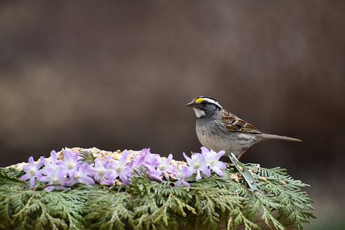 Een mus bij de tuinvoeder