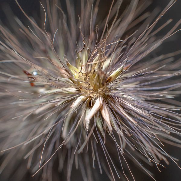 grain in close up by Hilda van den Burgt