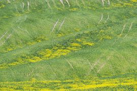 Flower meadow in Tuscany by Walter G. Allgöwer