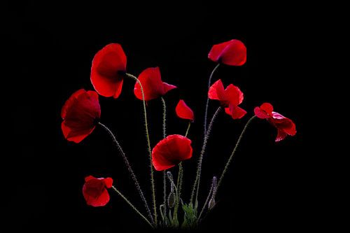 Klaprozen in avondlicht