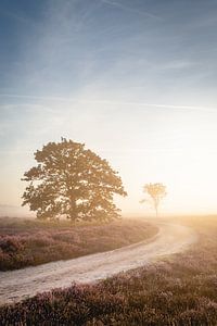 Een nieuwe dag van Peter Nolten