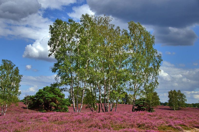 Westrup Heath 22 par Edgar Schermaul