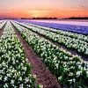 kleurrijk bloembollenveld tijdens de lente van eric van der eijk