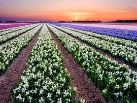 colourful bulb field during spring by eric van der eijk