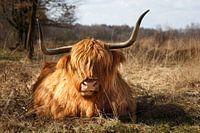 Scottish Highlander