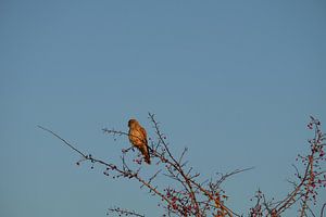 Bird of prey von Myrte Wilms