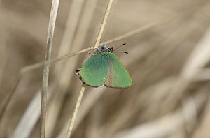 Grüner Zipfelfalter