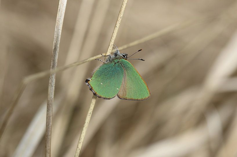 Grüner Zipfelfalter von Matthias Brix