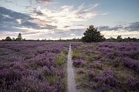 Bruyère violette en fleur avec coucher de soleil