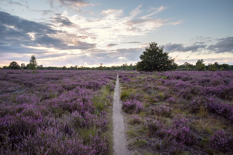 Flowering purple heather with sunset by Elles van der Veen
