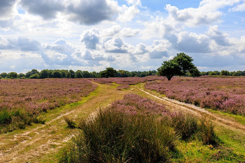 Gasteren - Gasterse duinen - by Antje Verleg-Dijk