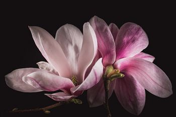 Roze Magnolia's – Fine Art Bloemportret