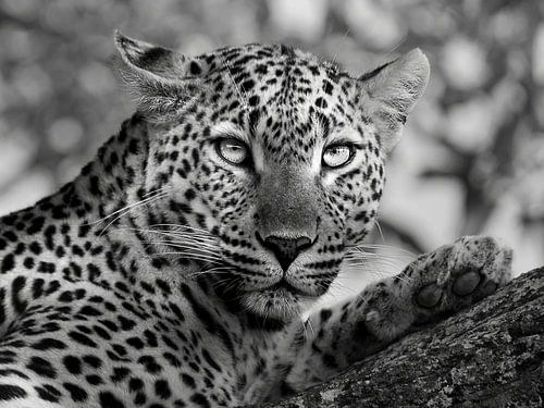 The intense gaze of a leopard