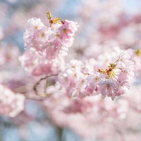 Lente Bloesem von Chantal Cornet