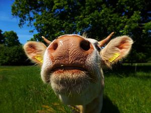 Curious cow by Jessica Berendsen
