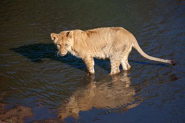Un lion traverse la rivière sur Peter Michel